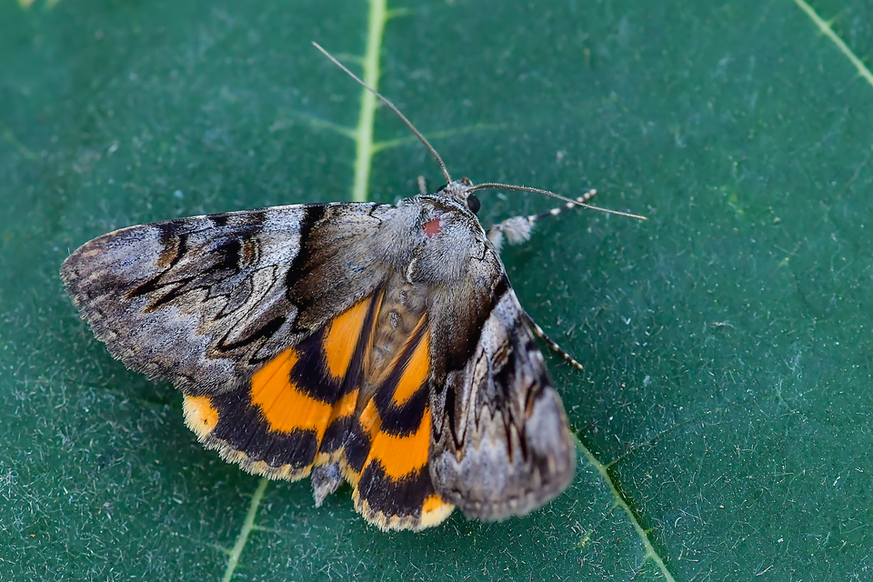 Catocala fulminea - galagonya-övesbagoly