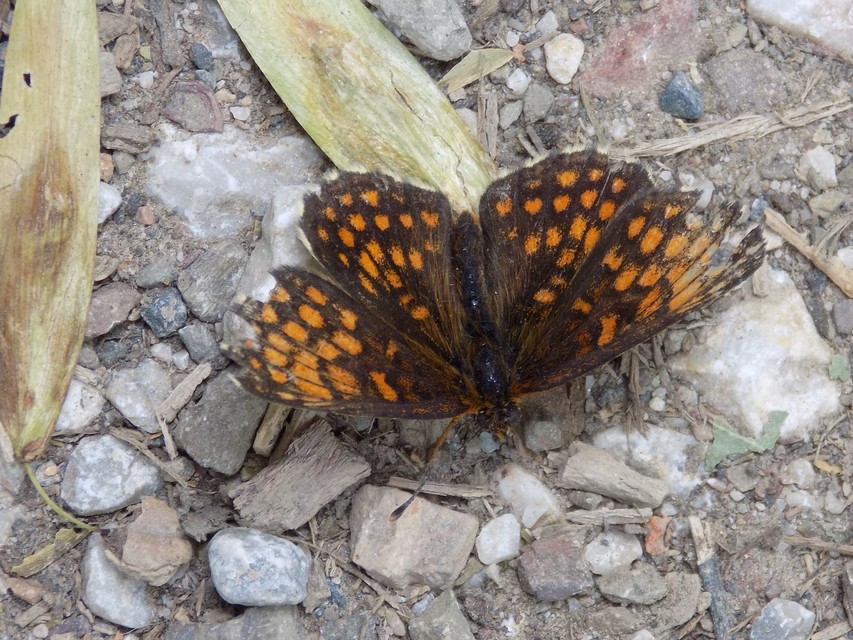 Melitaea athalia/aurelia/britomartis