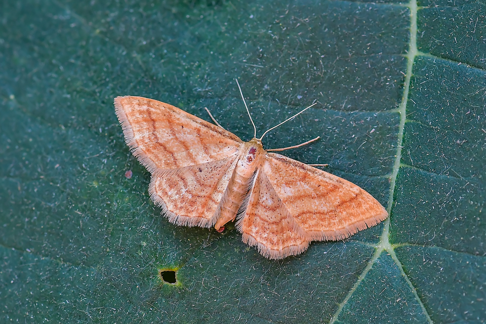 Idaea rufaria - vörhenyes sávosaraszoló