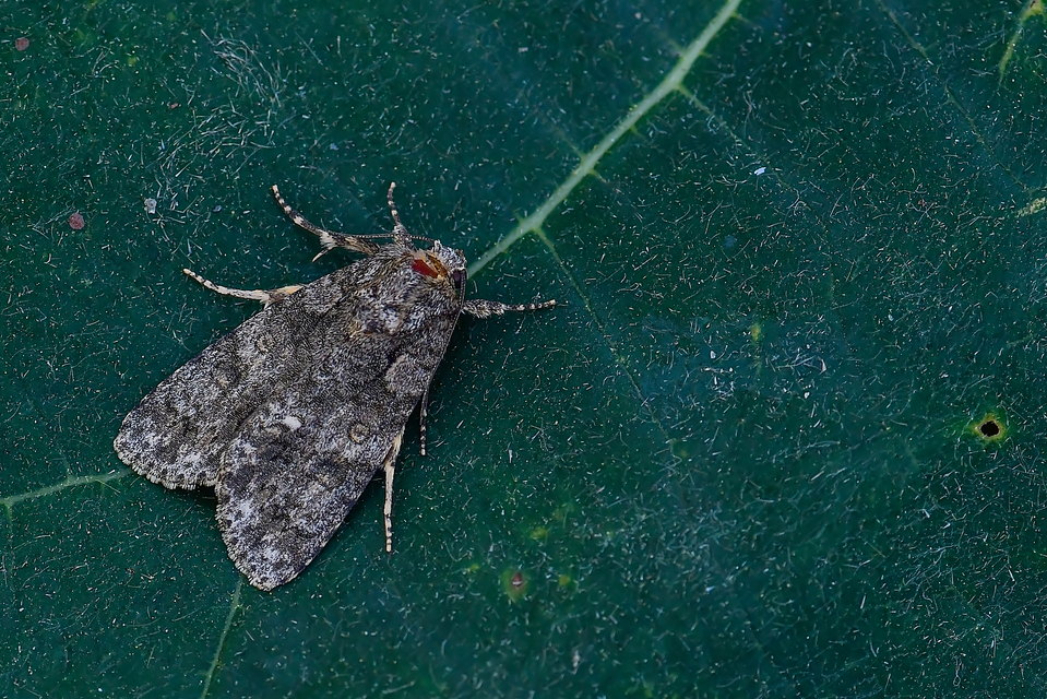 Acronicta rumicis - sóska-szigonyosbagoly
