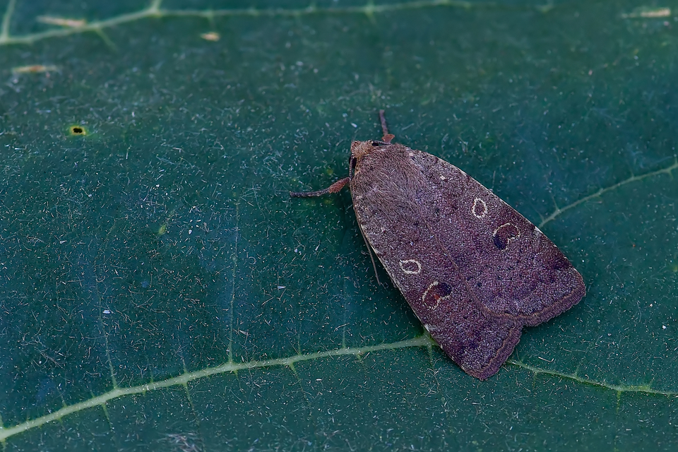 Noctua comes - kis sárgafűbagoly