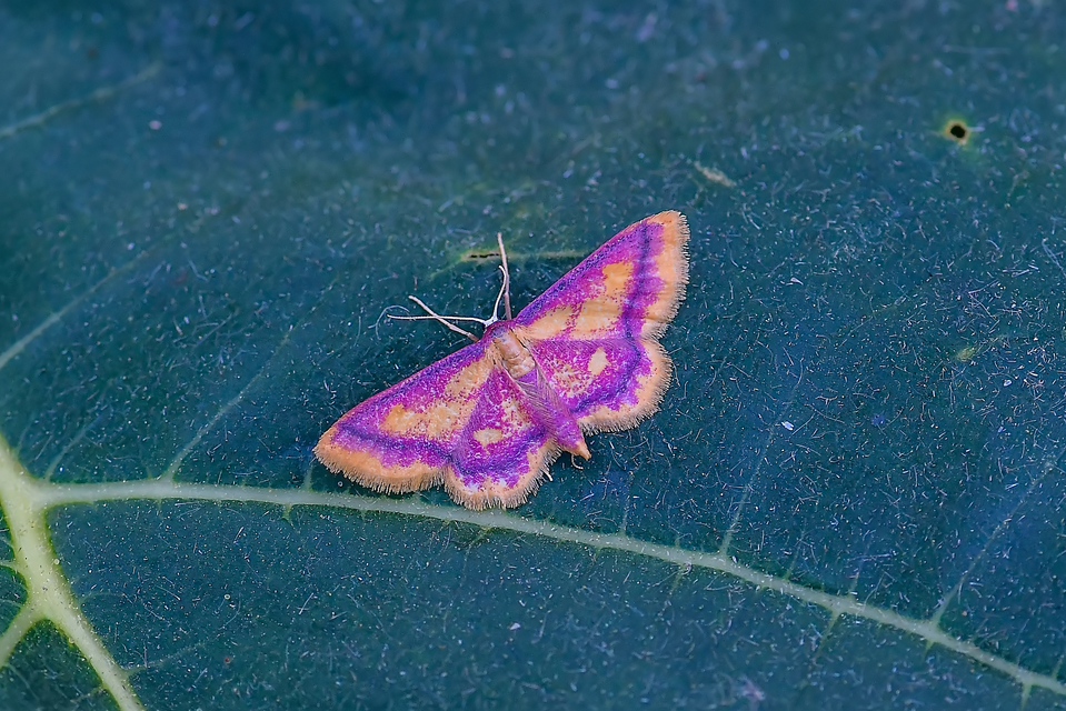 Idaea muricata - mocsári pirosaraszoló