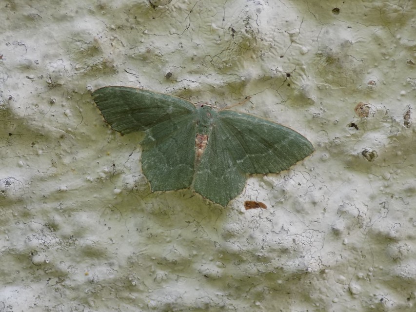 Hemithea aestivaria - nyír-zöldaraszoló