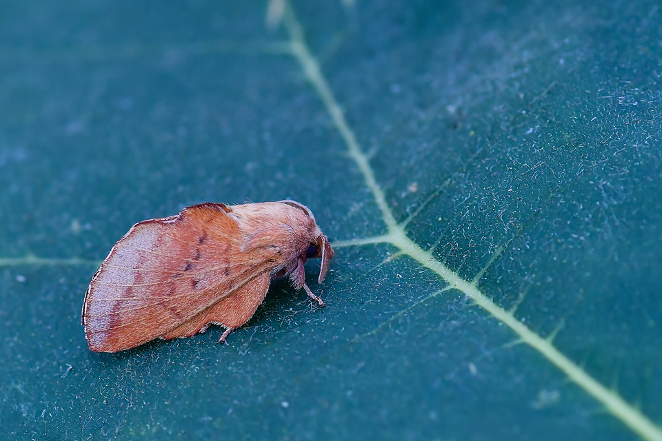 Phyllodesma tremulifolia - nyárlevélpohók
