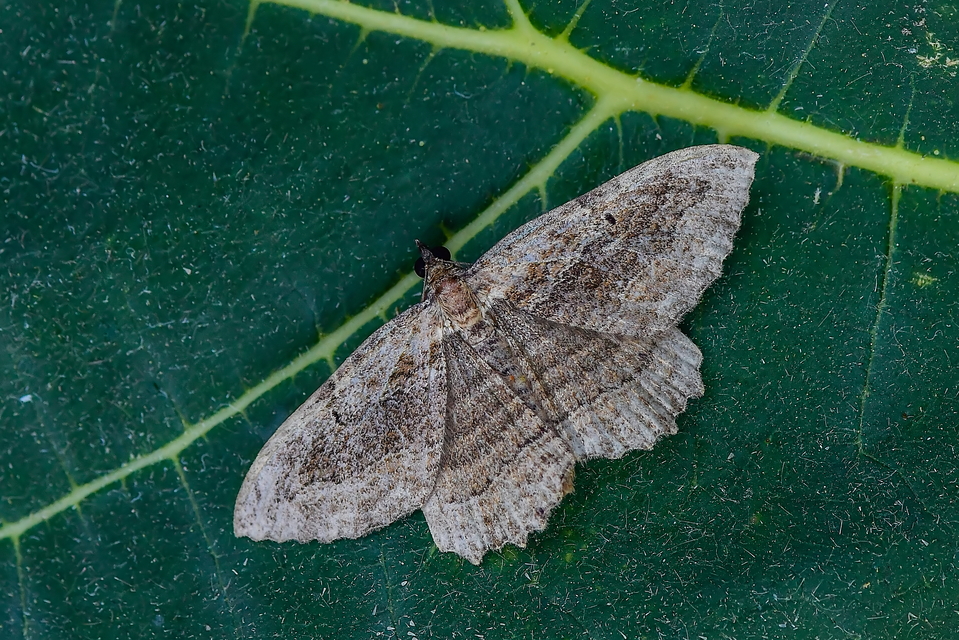 Philereme transversata - varjútövis-araszoló