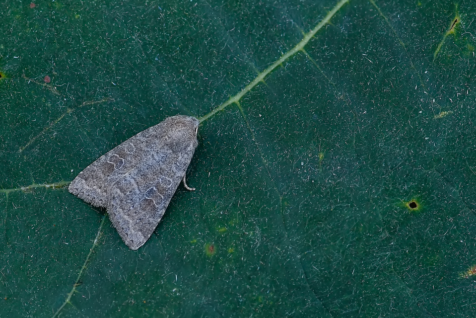 Parastichtis suspecta - sötét erdeibagoly