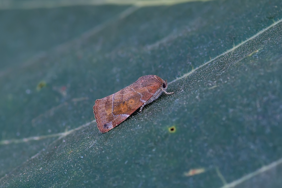 Cosmia affinis - barna lombbagoly