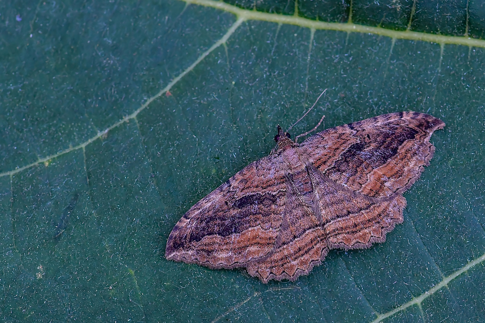 Philereme transversata - varjútövis-araszoló
