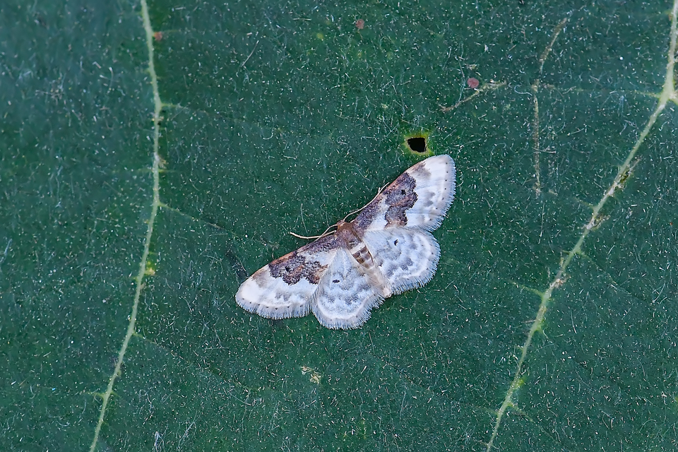 Idaea rusticata - tarka apróaraszoló
