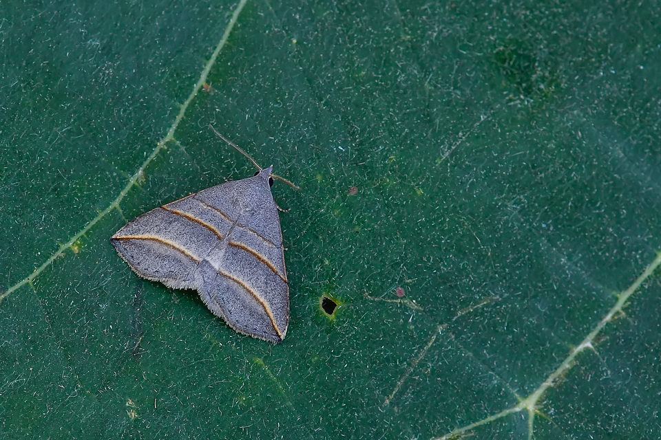 Colobochyla salicalis - háromsávos törpebagoly