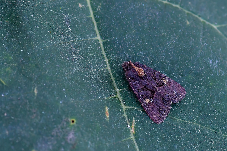 Mesapamea secalella/secalis