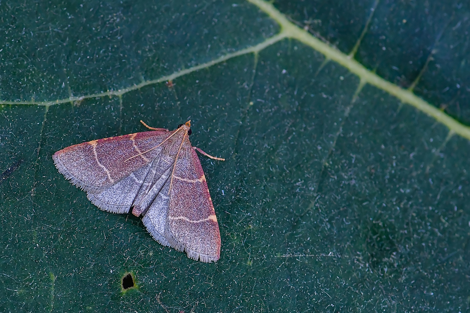 Hypsopygia glaucinalis - rezes fényilonca