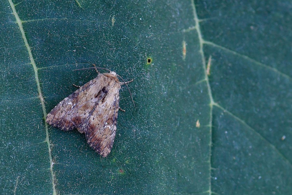 Loscopia scolopacina - csinos dudvabagoly