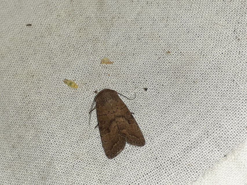 Hoplodrina octogenaria - barna selymesbagoly