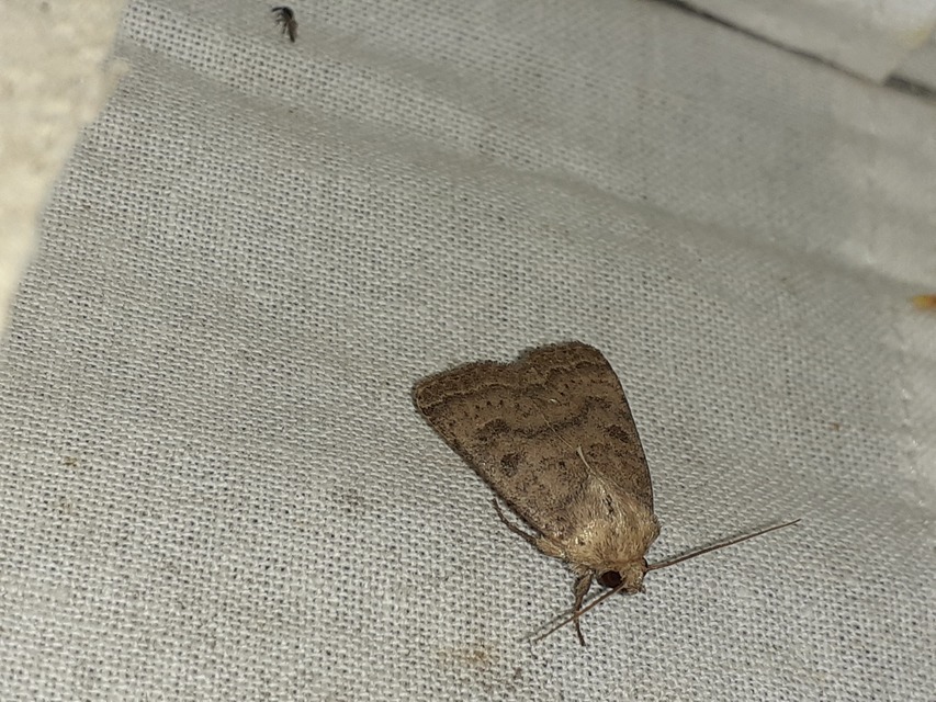 Hoplodrina octogenaria - barna selymesbagoly