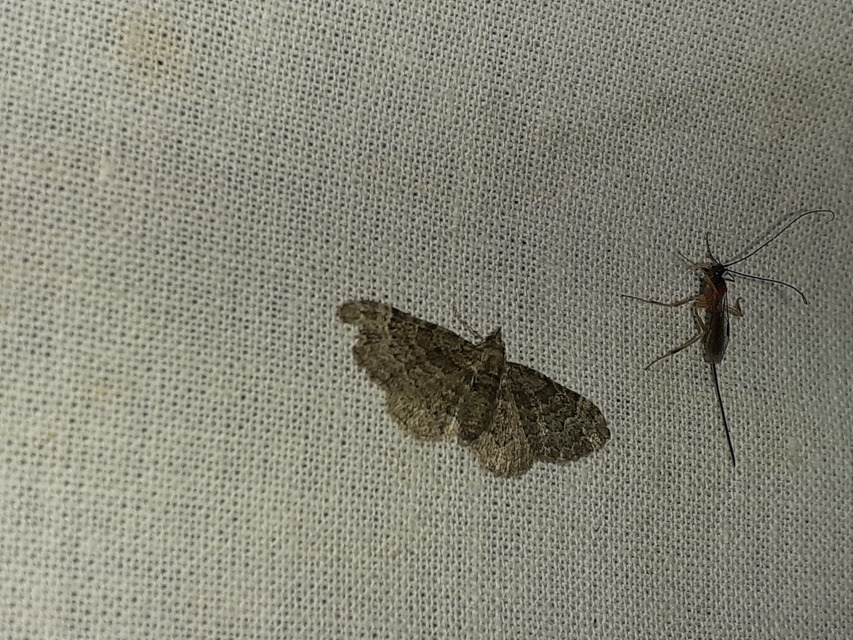 Pasiphila rectangulata - almavirág-araszoló