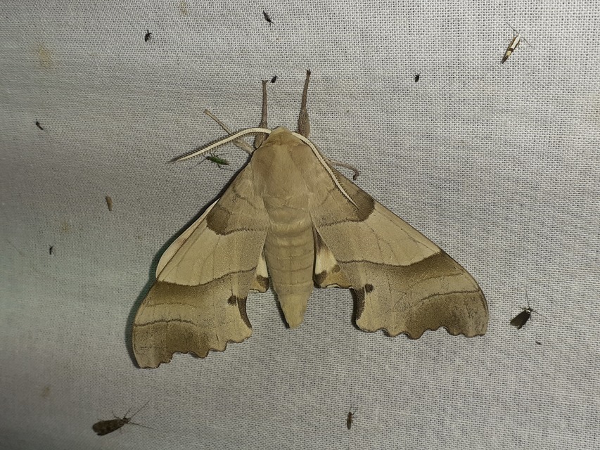 Marumba quercus - tölgyfaszender