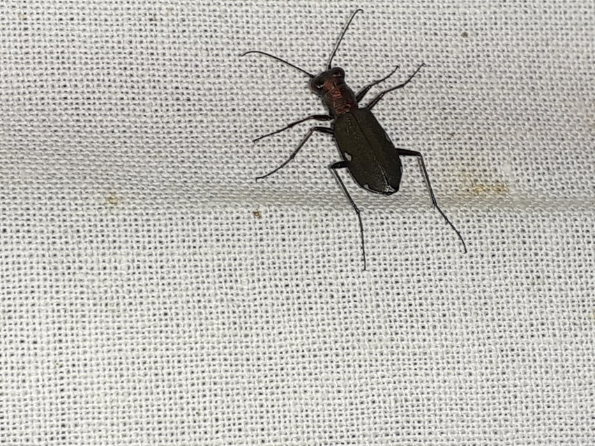 Cylindera germanica - parlagi homokfutrinka