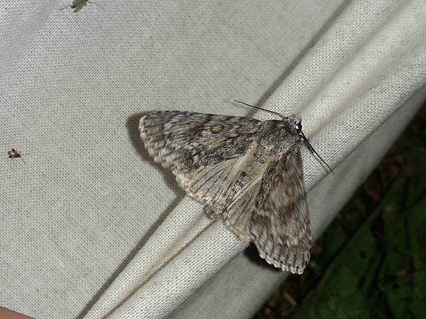 Acronicta aceris - vadgesztenye-szigonyosbagoly