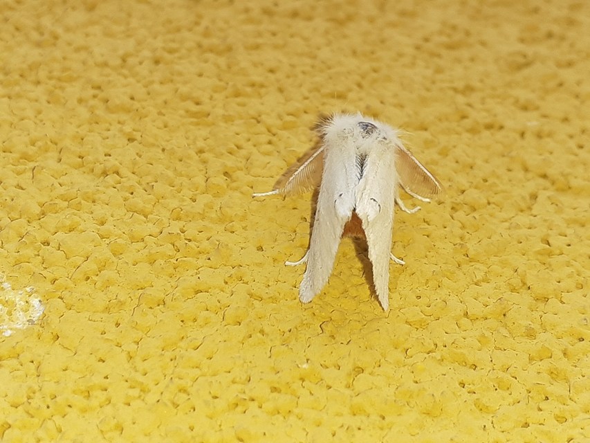Euproctis chrysorrhoea - aranyfarú szövő