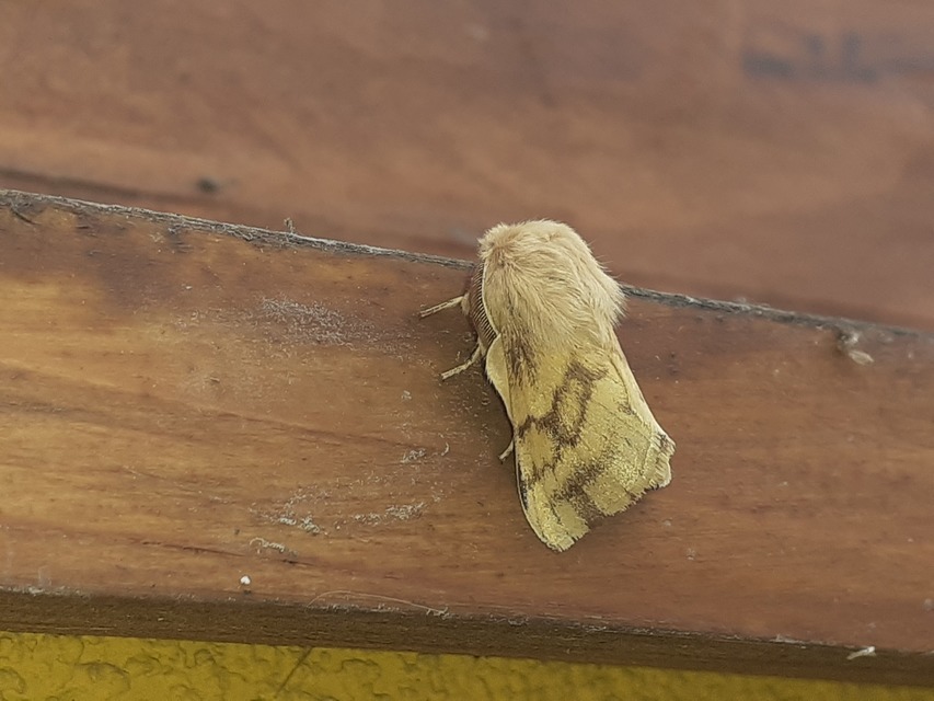Malacosoma castrensis - kutyatejszövő