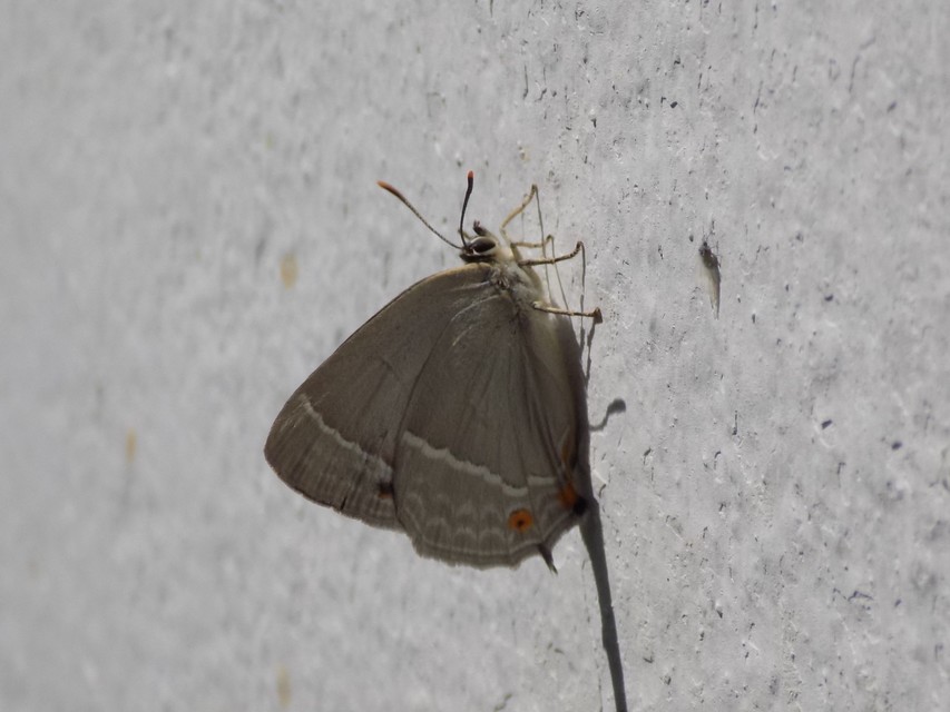 Neozephyrus quercus - tölgyfalepke