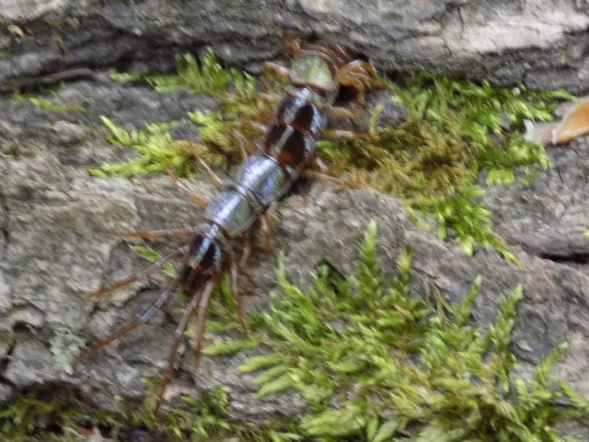 Lithobius