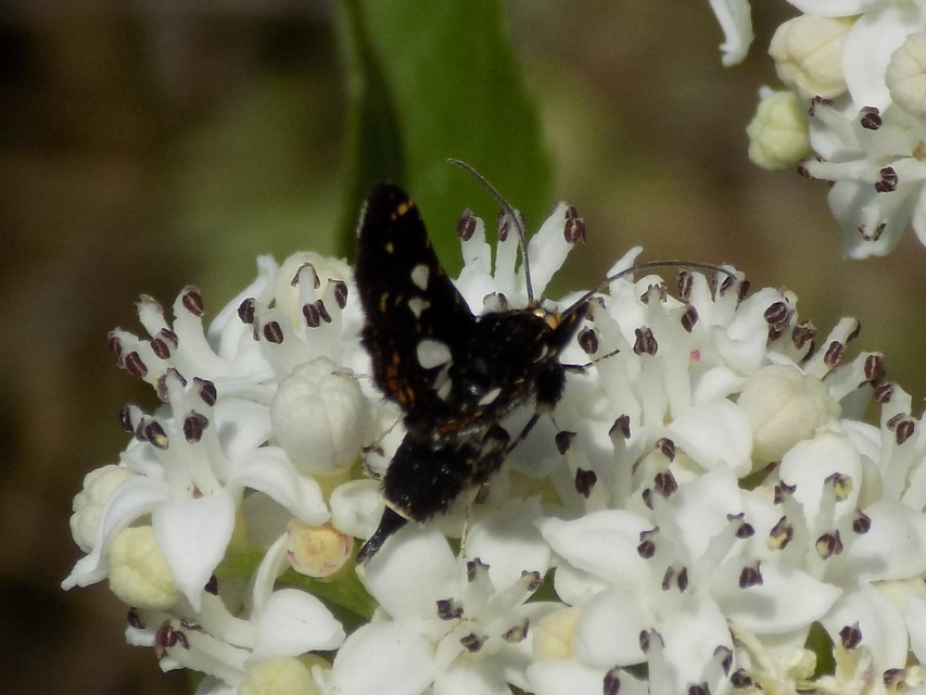 Thyris fenestrella - gyakori ablakosmoly