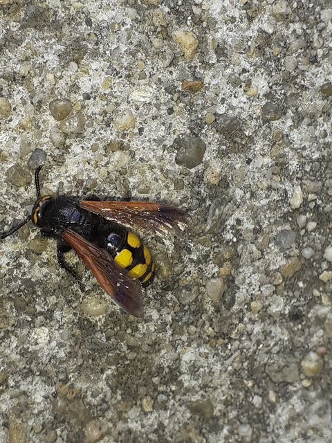 Scolia fusciformis - mediterrán tőrösdarázs