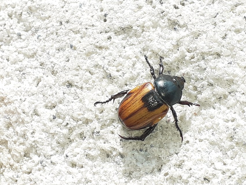 Anisoplia austriaca - osztrák szipoly