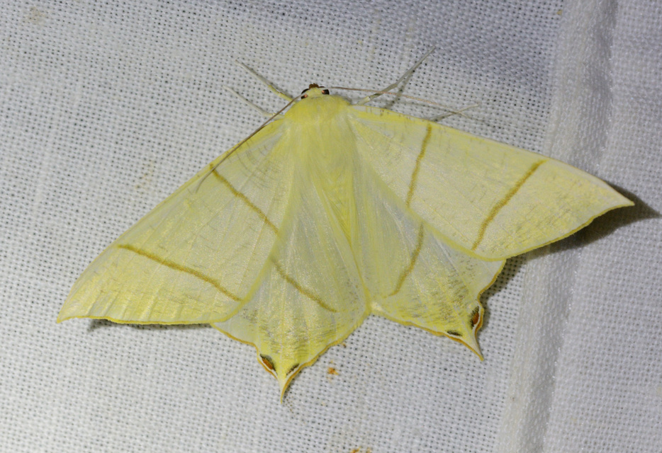 Ourapteryx sambucaria - fecskefarkú araszoló