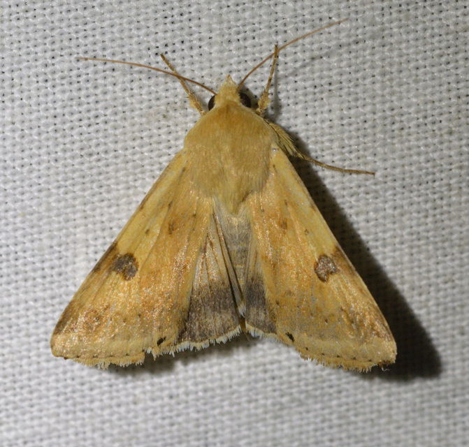 Heliothis peltigera - nagy veteménybagoly