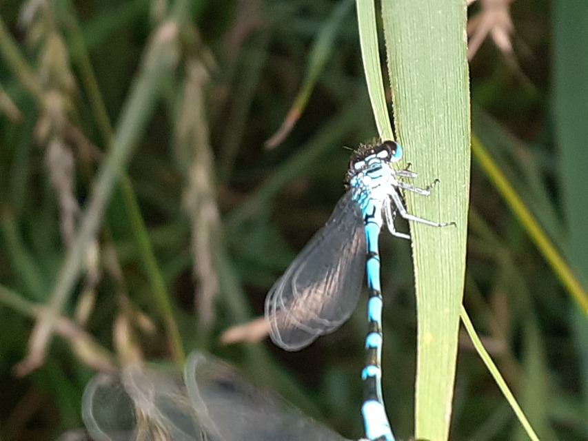 Coenagrion ornatum - díszes légivadász