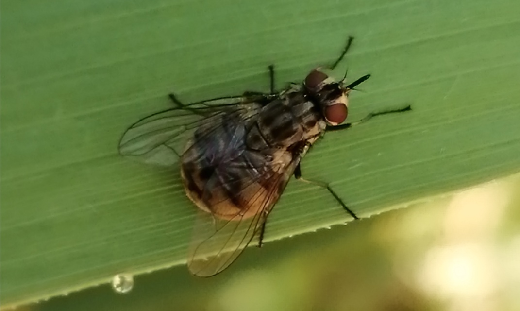 Stomoxys calcitrans - szuronyos istállólégy