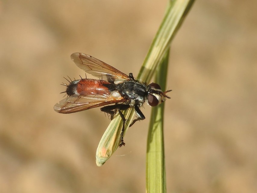Cylindromyia