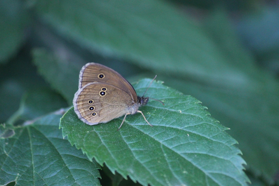 Aphantopus hyperanthus - közönséges ökörszemlepke