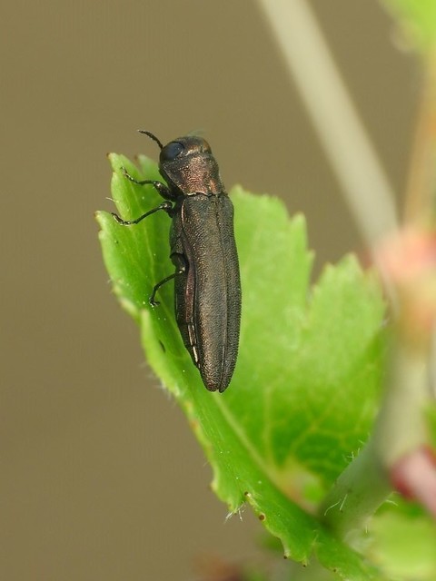 Agrilus cuprescens - földiszeder-karcsúdíszbogár