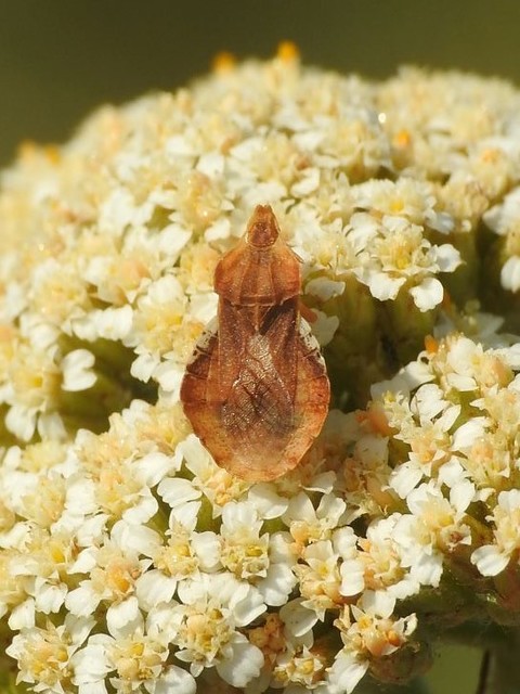 Phymata crassipes - fogólábú poloska