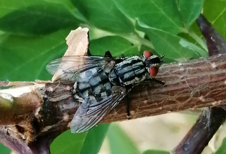 Sarcophaginae