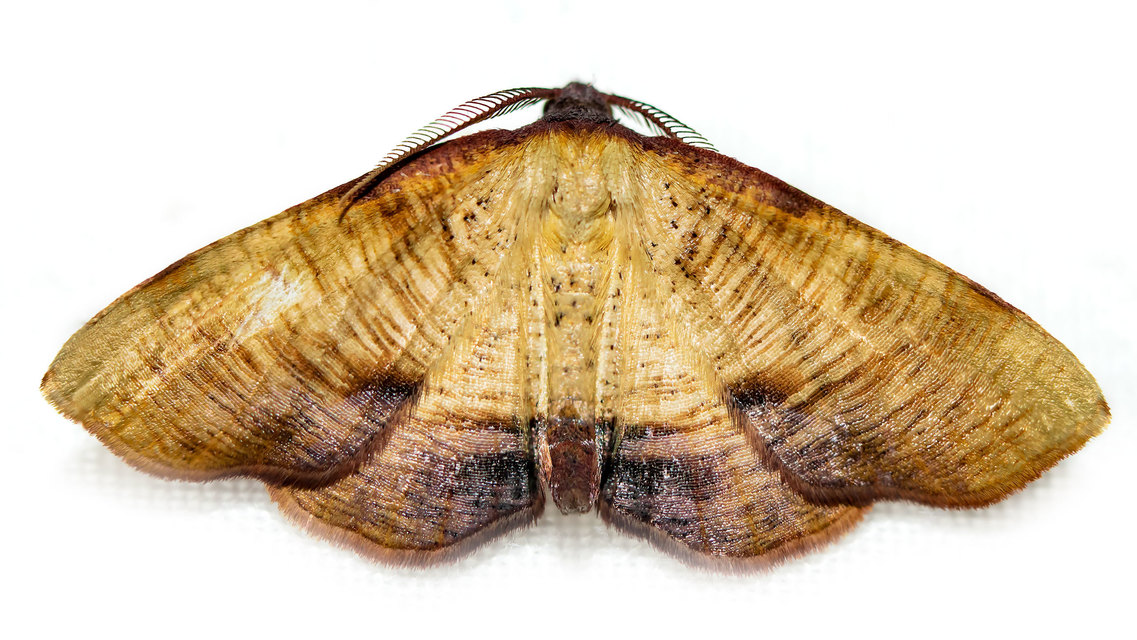 Plagodis dolabraria - baltaszárnyú araszoló