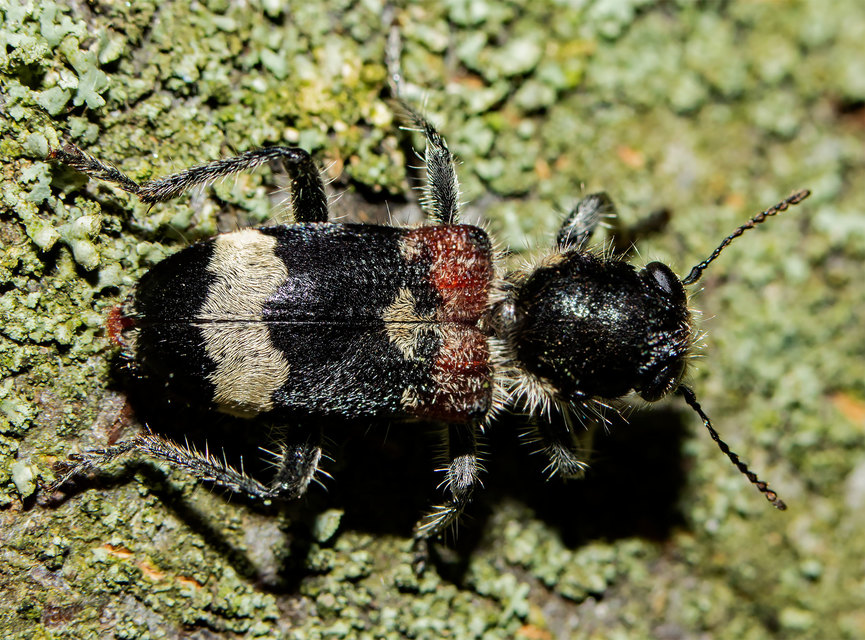Clerus mutillarius - feketenyakú szúfarkas