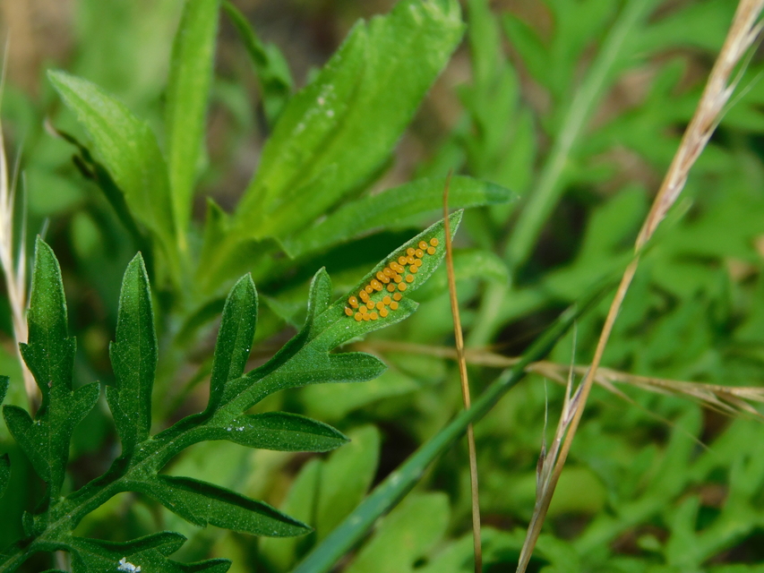 Ophraella communa - parlagfű-olajosbogár