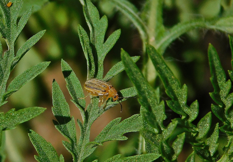 Ophraella communa - parlagfű-olajosbogár