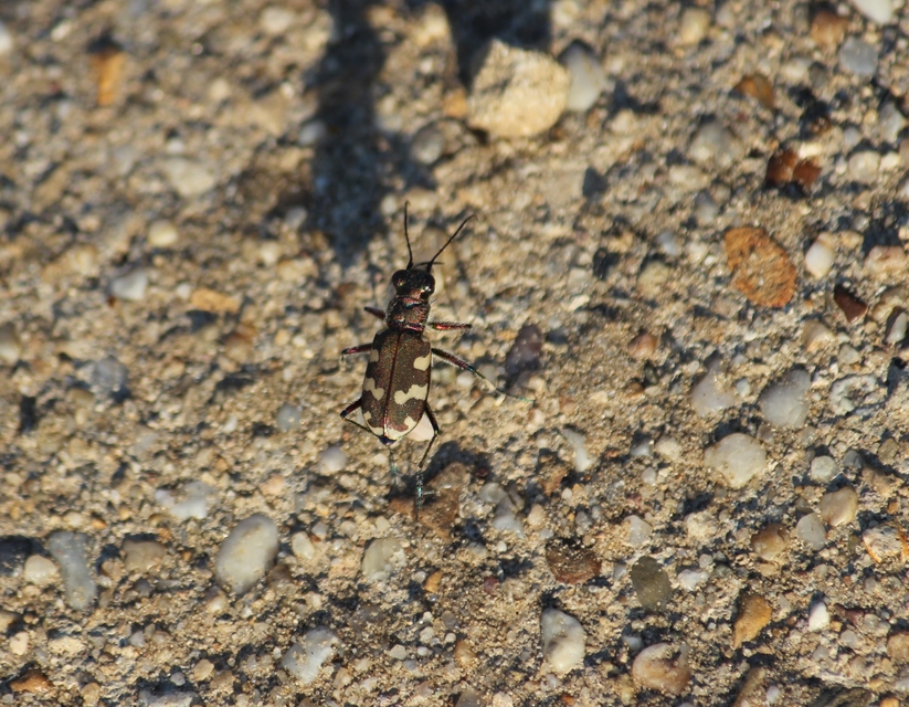 Cicindela hybrida - öves homokfutrinka