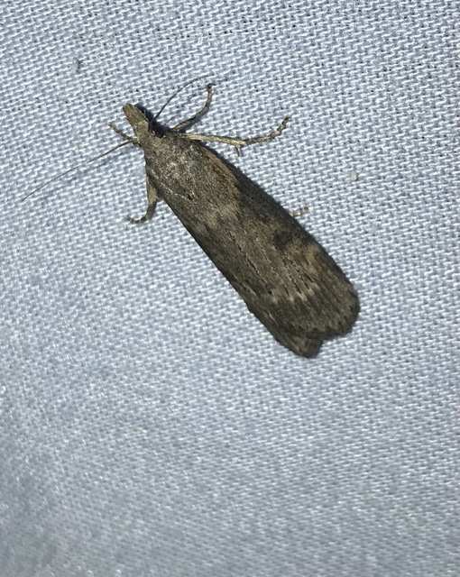 Lamoria anella - törmelékmoly