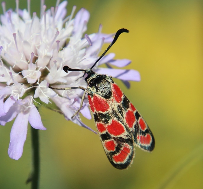 Zygaena carniolica - fehérgyűrűs csüngőlepke