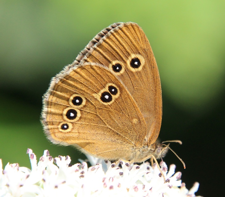 Aphantopus hyperanthus - közönséges ökörszemlepke