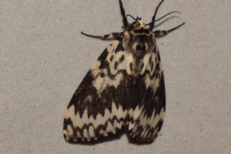 Lymantria monacha - apácalepke