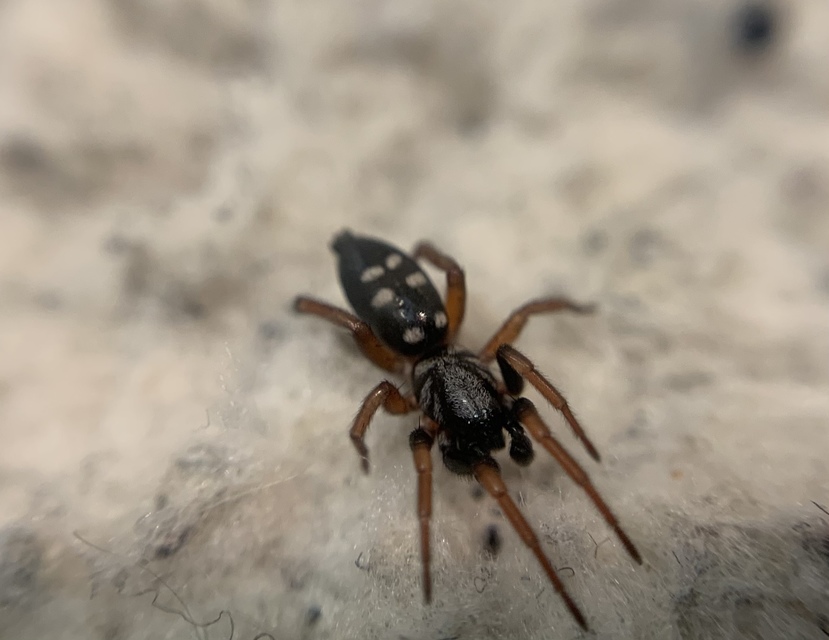 Phaeocedus braccatus