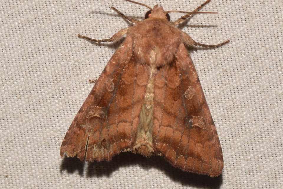 Lacanobia splendens - mocsári kertibagoly